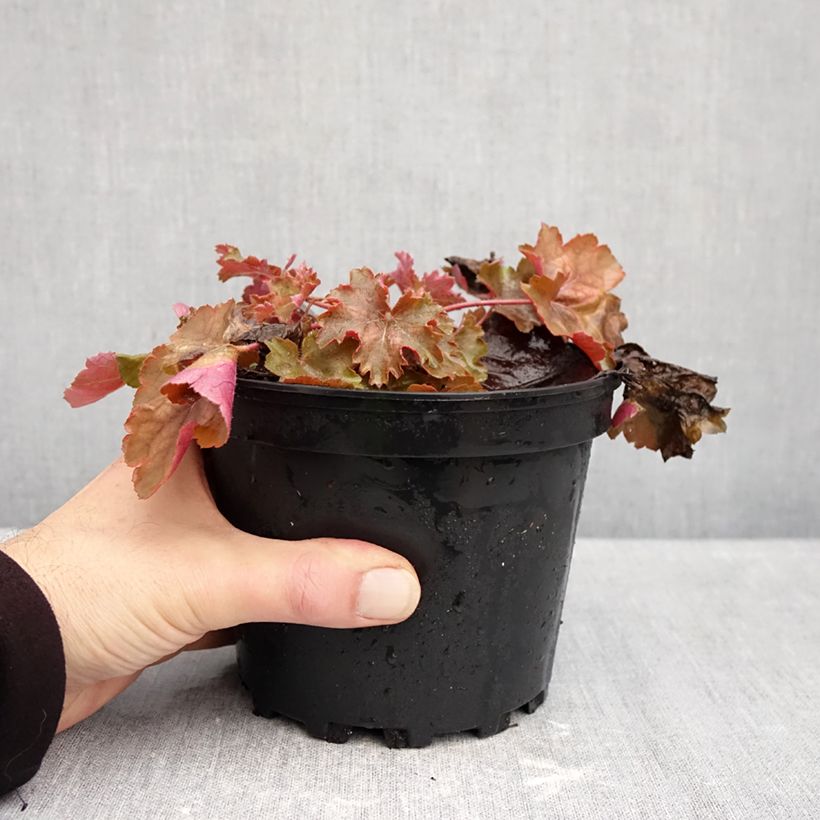 Exemplar von Heuchera Cherry Cola - Purpurglöckchen Topf mit 1,5L/2L wie im Herbst geliefert