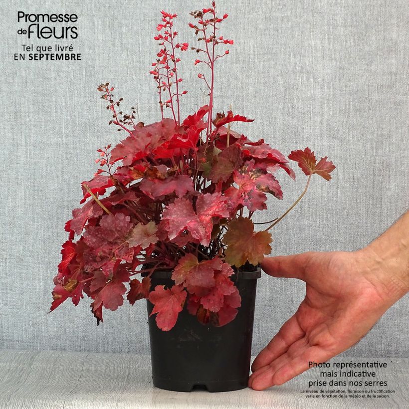 Example of Heuchera Cherry Cola - Purpurglöckchen Topf mit 1,5L/2L as you get in ete