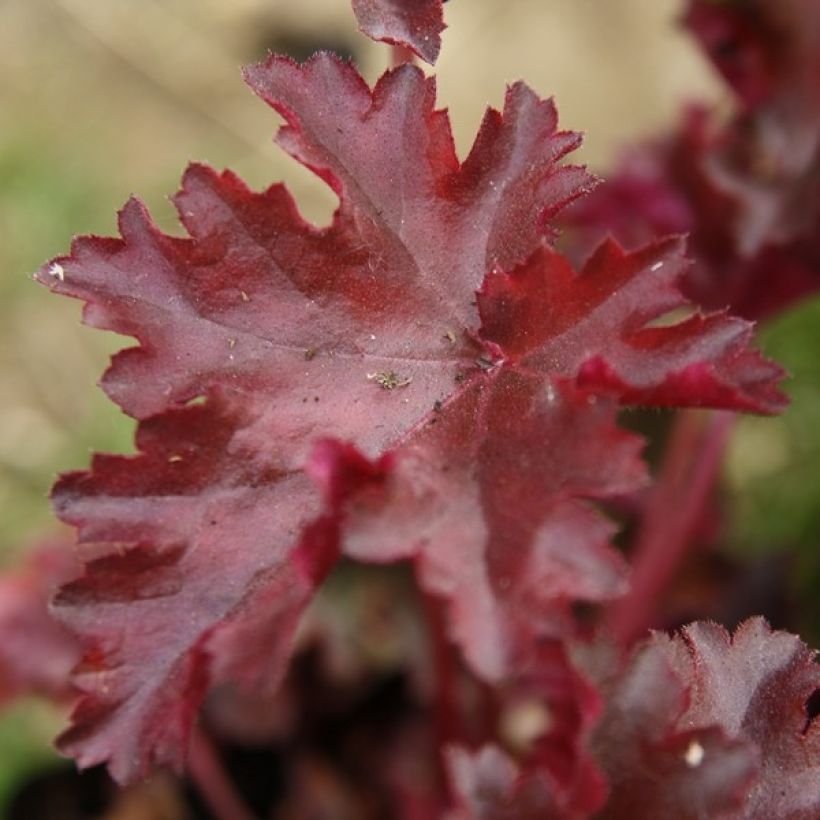 Heuchera Chocolate Ruffle - Purpurglöckchen (Foliage)