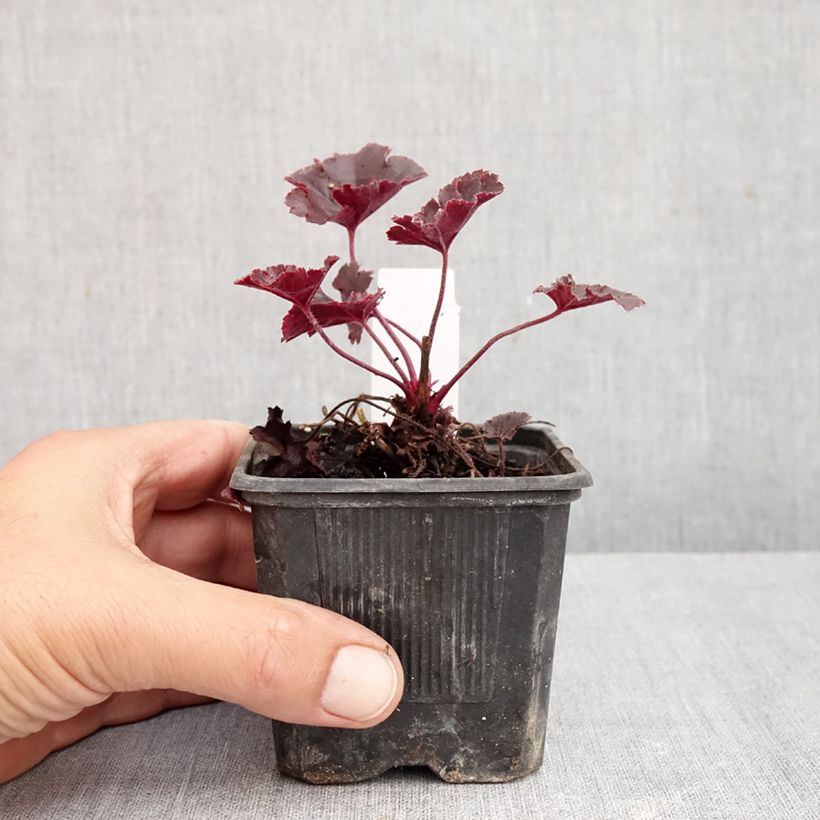 Exemplar von Heuchera Chocolate Ruffle - Purpurglöckchen Kleine Töpfe von 8/9 cm wie im Herbst geliefert