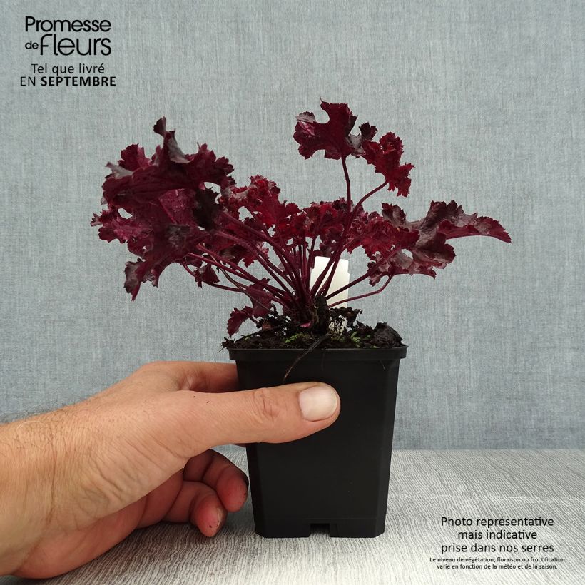 Example of Heuchera Chocolate Ruffle - Purpurglöckchen Kleine Töpfe von 8/9 cm as you get in ete