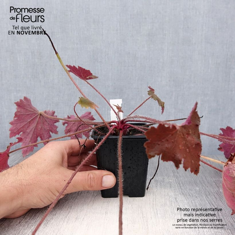 Example of Heuchera Copper Dinosaur - Purpurglöckchen Kleine Töpfe von 8/9 cm as you get in automne