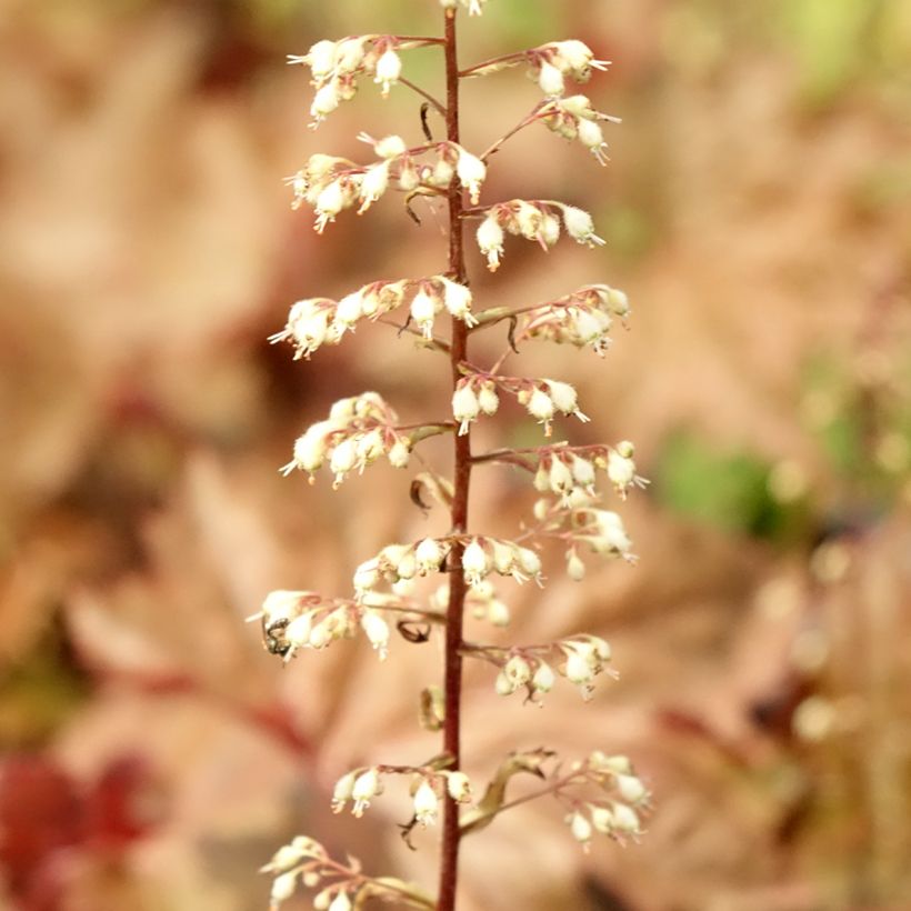 Heuchera Copper Dinosaur - Purpurglöckchen (Foliage)