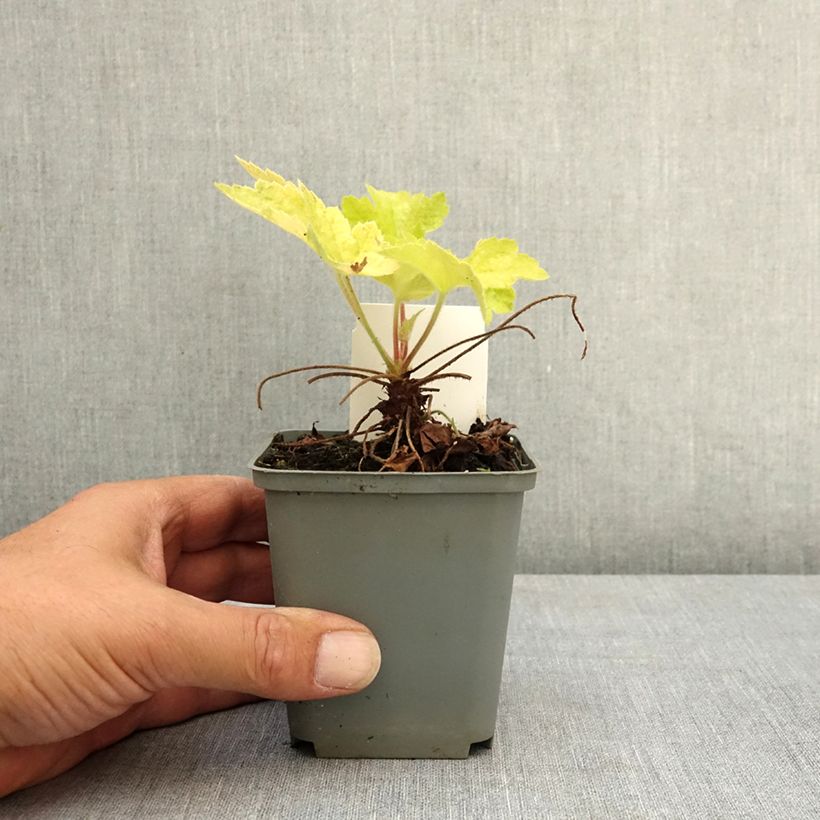 Exemplar von Heuchère - Heuchera Electric Lime Godet de 8/9 cm wie im Sommer geliefert