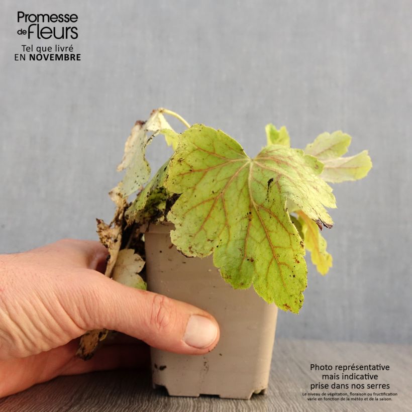 Example of Heuchera Electric Lime - Purpurglöckchen Kleine Töpfe von 8/9 cm as you get in automne