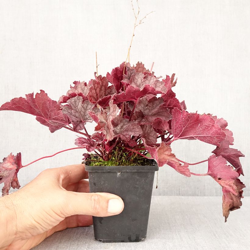 Exemplar von Heuchera Flower Power - Purpurglöckchen Kleine Töpfe von 8/9 cm wie im Herbst geliefert