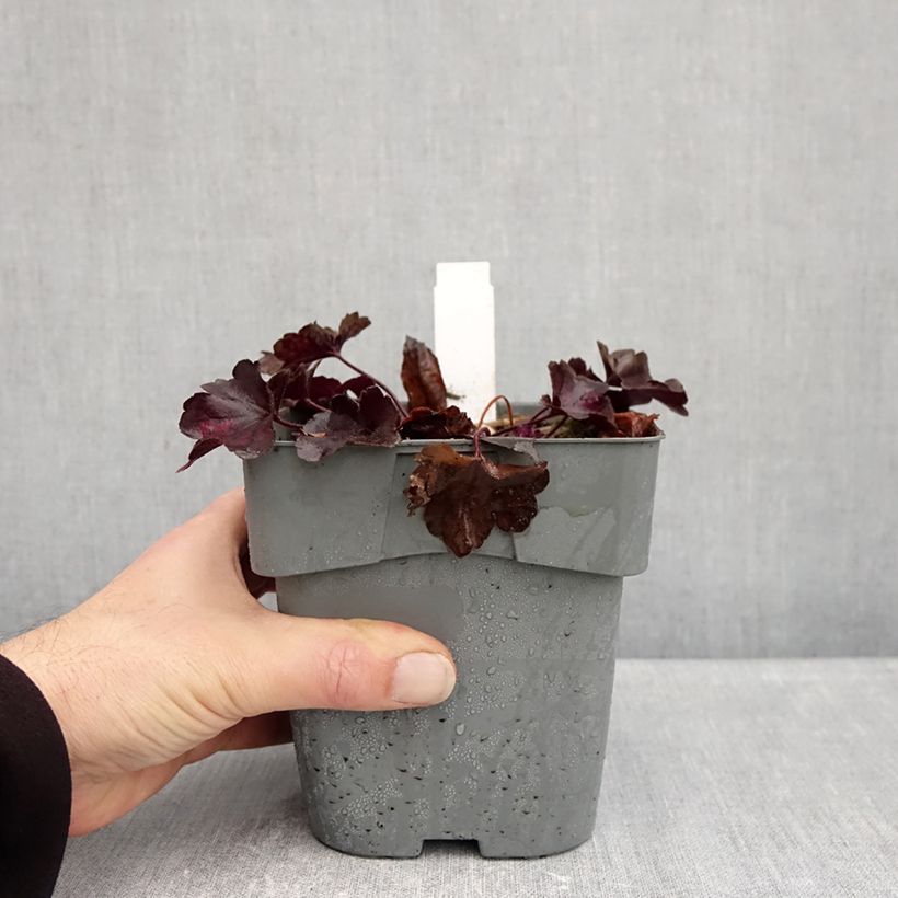 Exemplar von Heuchera Forever Purple - Purpurglöckchen Topf mit 1,5L/2L wie im Herbst geliefert