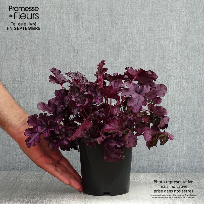 Example of Heuchera Forever Purple - Purpurglöckchen Topf mit 1,5L/2L as you get in ete