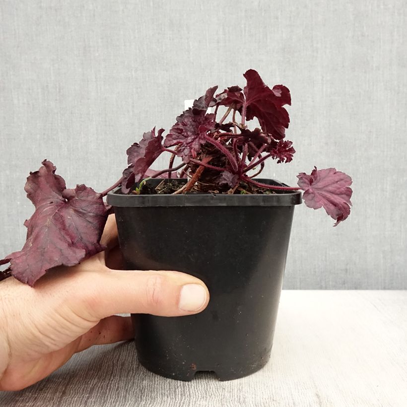 Exemplar von Heuchera Forever Purple - Purpurglöckchen Topf mit 1,5L/2L wie im Frühjahr geliefert