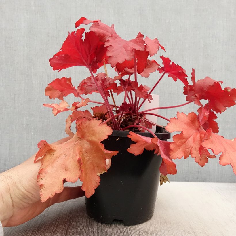 Exemplar von Heuchera Forever Red - Purpurglöckchen Topf mit 1,5L/2L wie im Frühjahr geliefert