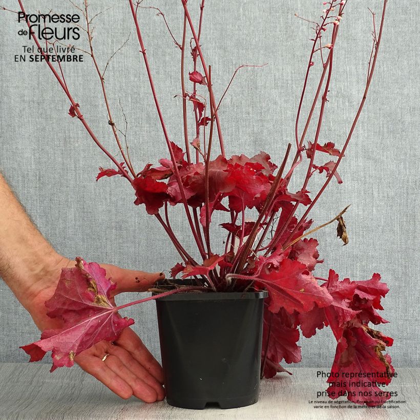 Example of Heuchera Forever Red - Purpurglöckchen Topf mit 1,5L/2L as you get in ete