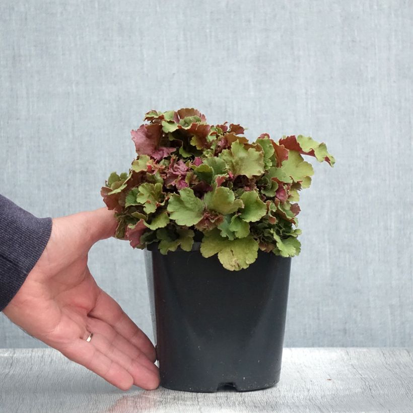 Example of Heuchera Frilly - Purpurglöckchen Topf mit 1,5L/2L as you get in ete