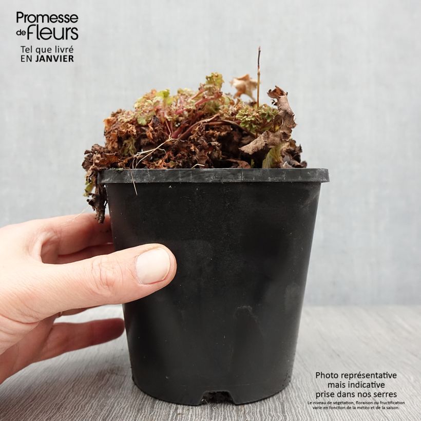 Exemplar von Heuchera Frilly - Purpurglöckchen Topf mit 1,5L/2L wie im Winter geliefert