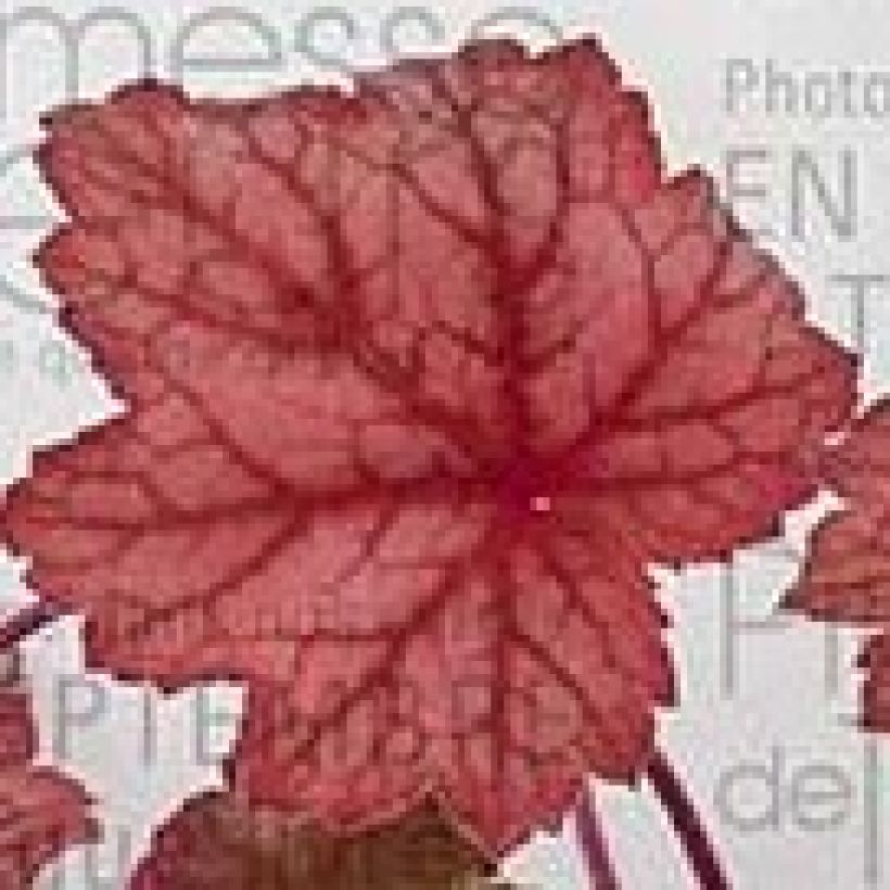 Heuchera Georgia Peach - Purpurglöckchen (Foliage)