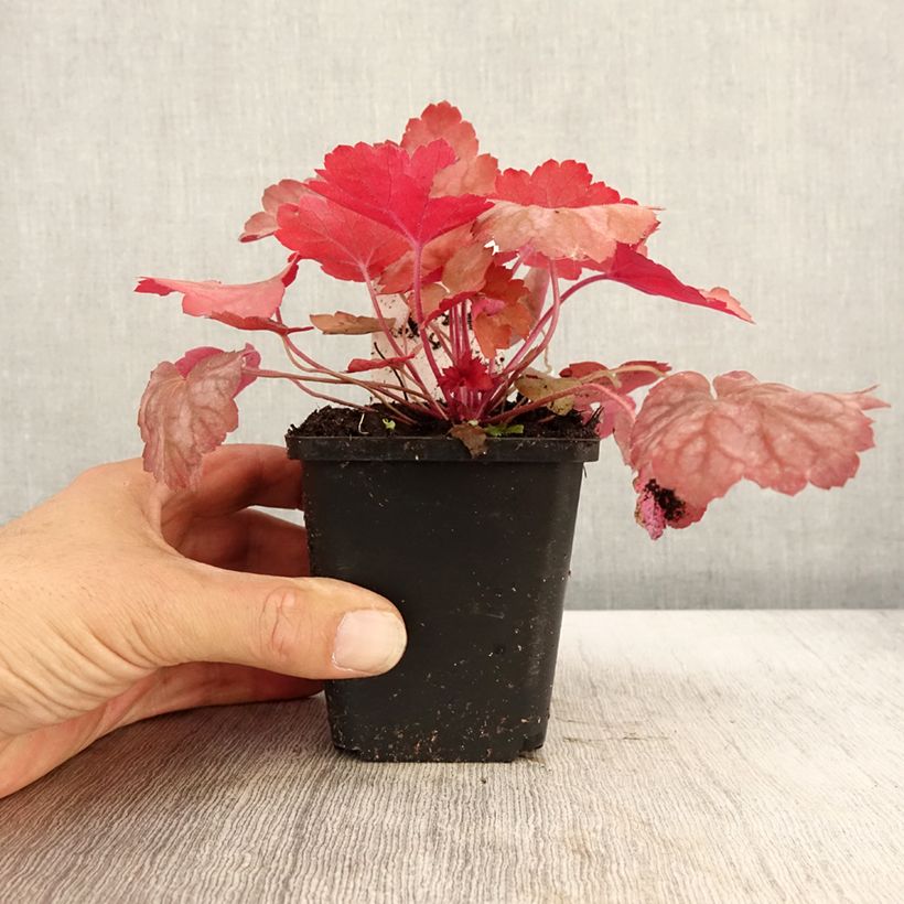 Example of Heuchera Georgia Peach - Purpurglöckchen Kleine Töpfe von 8/9 cm as you get in automne