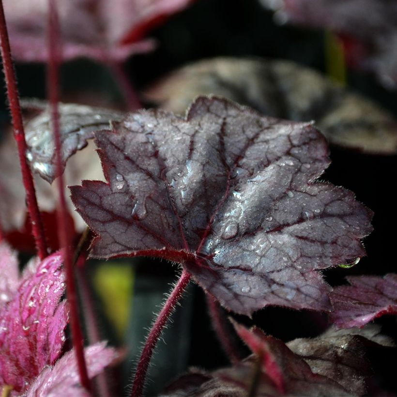 Heuchera Georgia Plum - Purpurglöckchen (Foliage)