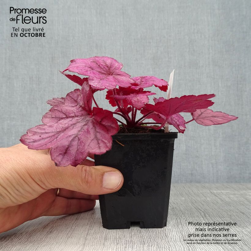 Example of Heuchera Georgia Plum - Purpurglöckchen Kleine Töpfe von 8/9 cm as you get in automne
