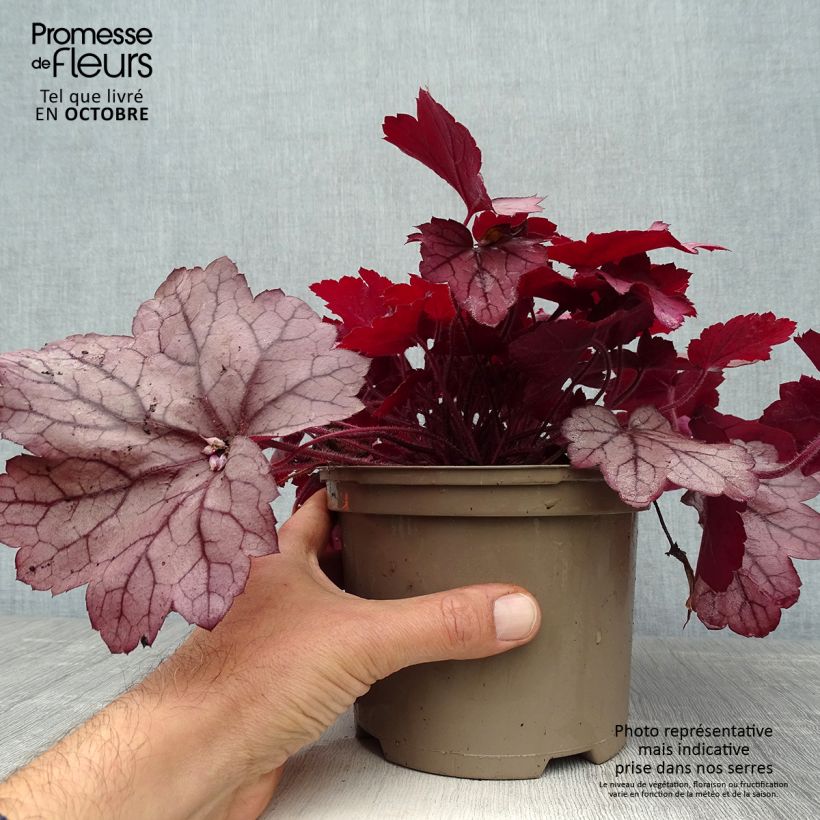 Example of Heuchera Georgia Plum - Purpurglöckchen Topf mit 2L/3L as you get in automne