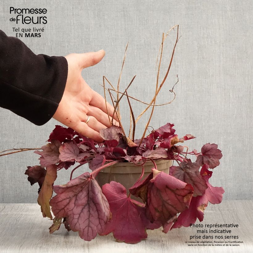 Exemplar von Heuchera Georgia Plum - Purpurglöckchen Topf mit 2L/3L wie im Frühjahr geliefert