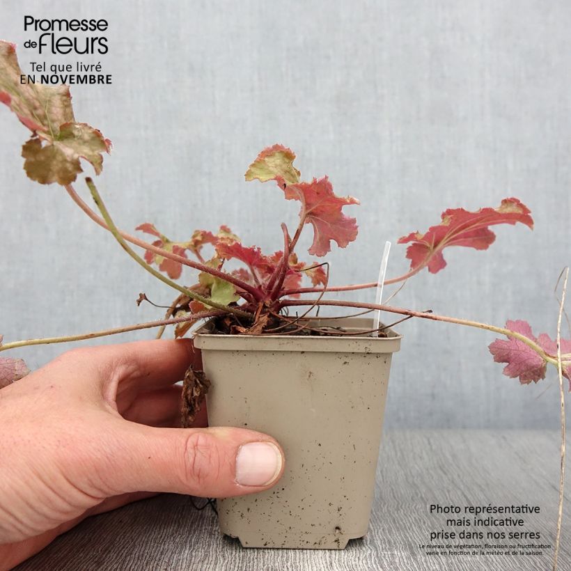 Example of Heuchera Ginger Peach - Purpurglöckchen Kleine Töpfe von 8/9 cm as you get in automne