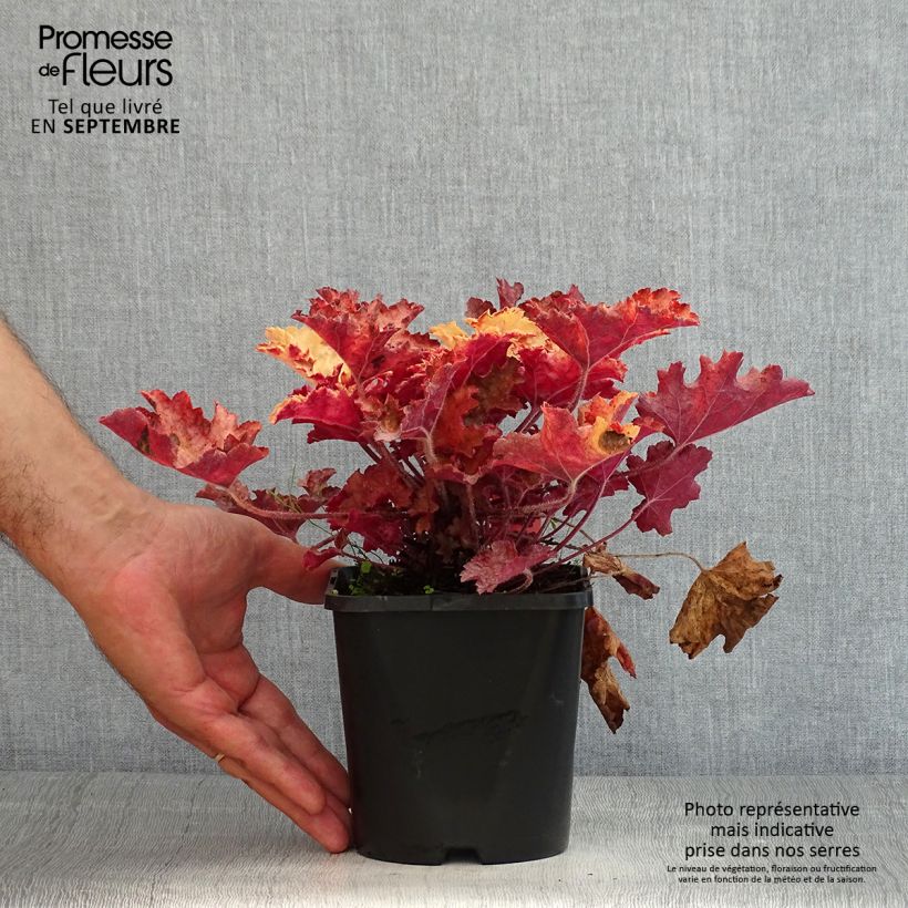 Example of Heuchera Ginger Peach - Purpurglöckchen Topf mit 1L/1,5L as you get in ete