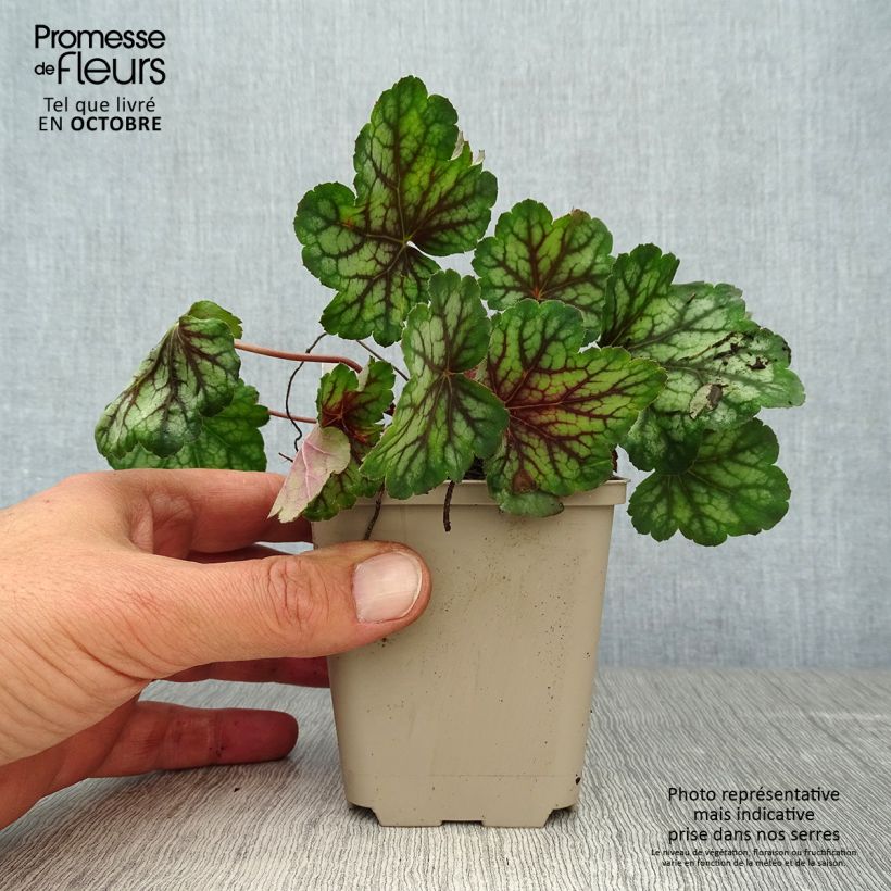 Example of Heuchera Green Spice - Purpurglöckchen Kleine Töpfe von 8/9 cm as you get in automne