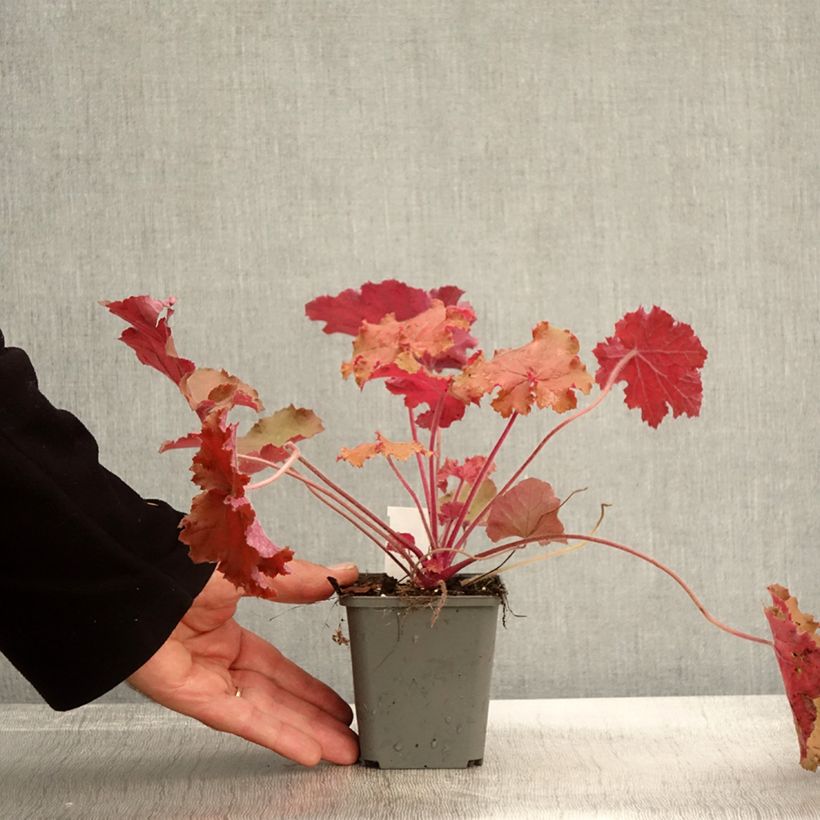 Example of Heuchera - Purpurglöckchen Kleine Töpfe von 8/9 cm as you get in automne