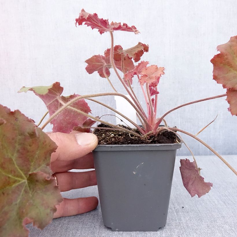 Exemplar von Heuchera - Purpurglöckchen Kleine Töpfe von 8/9 cm wie im Frühjahr geliefert