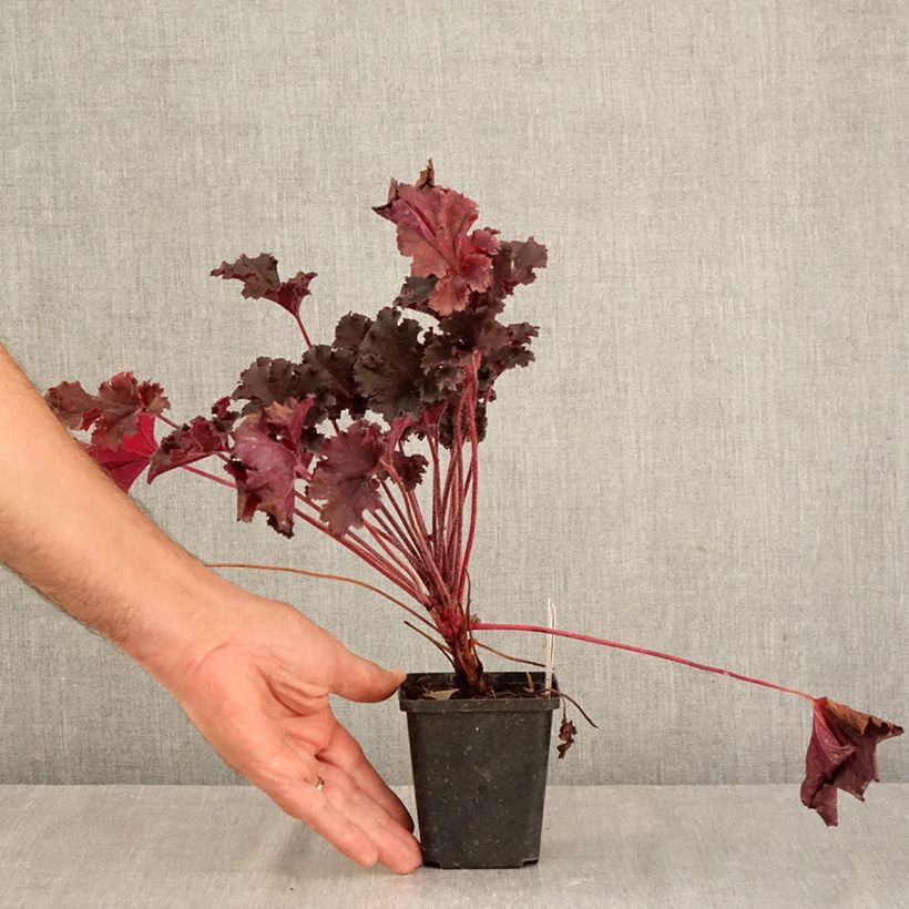 Exemplar von Heuchera Dark Secret - Purpurglöckchen Kleine Töpfe von 8/9 cm wie im Herbst geliefert