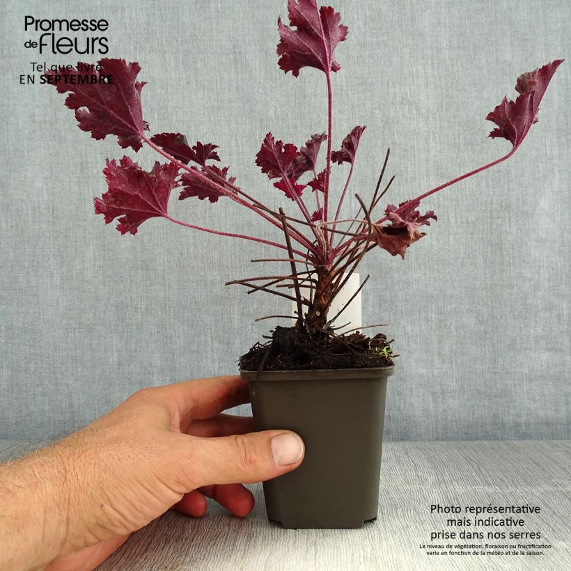 Example of Heuchera Dark Secret - Purpurglöckchen Kleine Töpfe von 8/9 cm as you get in ete