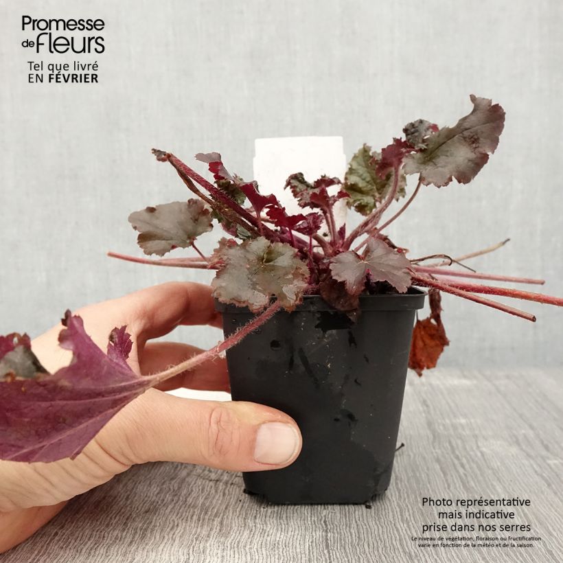 Exemplar von Heuchera Dark Secret - Purpurglöckchen Kleine Töpfe von 8/9 cm wie im Winter geliefert