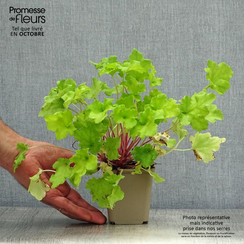 Example of Heuchera Lime Marmalade - Purpurglöckchen Kleine Töpfe von 8/9 cm as you get in automne