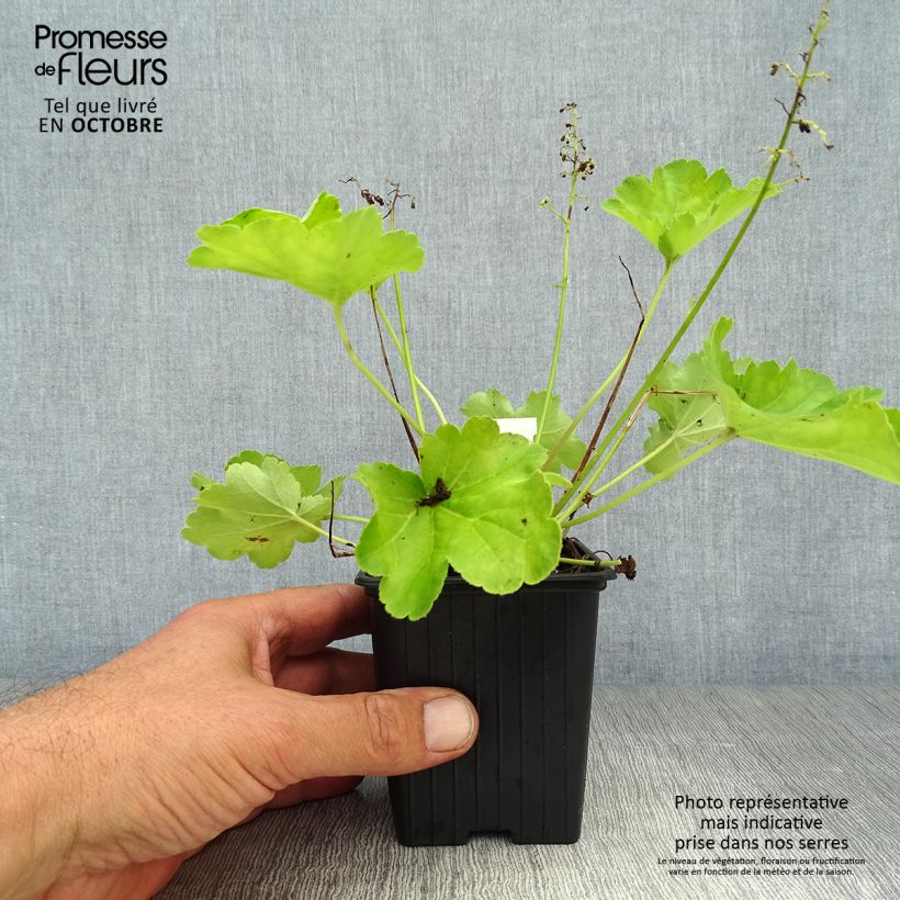 Example of Heuchera Little Cutie Blondie in Lime - Purpurglöckchen Kleine Töpfe von 8/9 cm as you get in automne