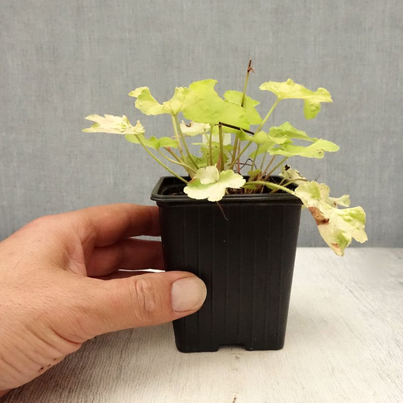 Exemplar von Heuchera Little Cutie Blondie in Lime - Purpurglöckchen Kleine Töpfe von 8/9 cm wie im Sommer geliefert