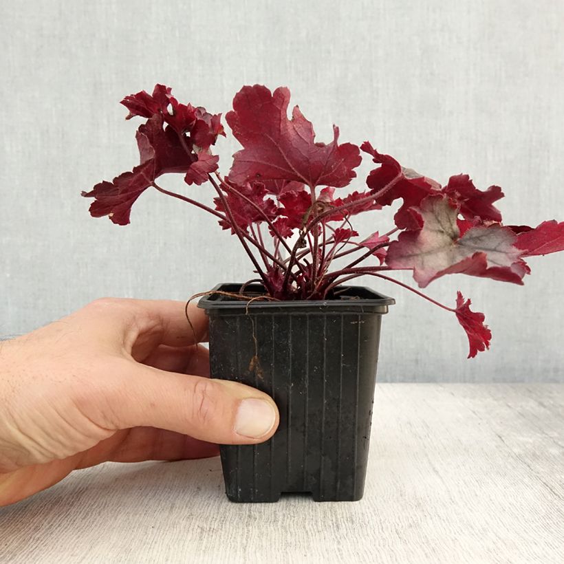 Example of Heuchera Little Cuties Sugar Berry - Purpurglöckchen Kleine Töpfe von 8/9 cm as you get in automne