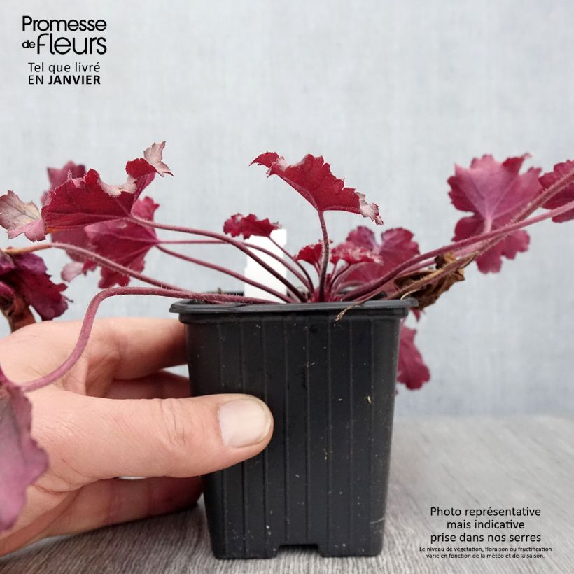 Exemplar von Heuchera Little Cuties Sugar Berry - Purpurglöckchen Kleine Töpfe von 8/9 cm wie im Winter geliefert