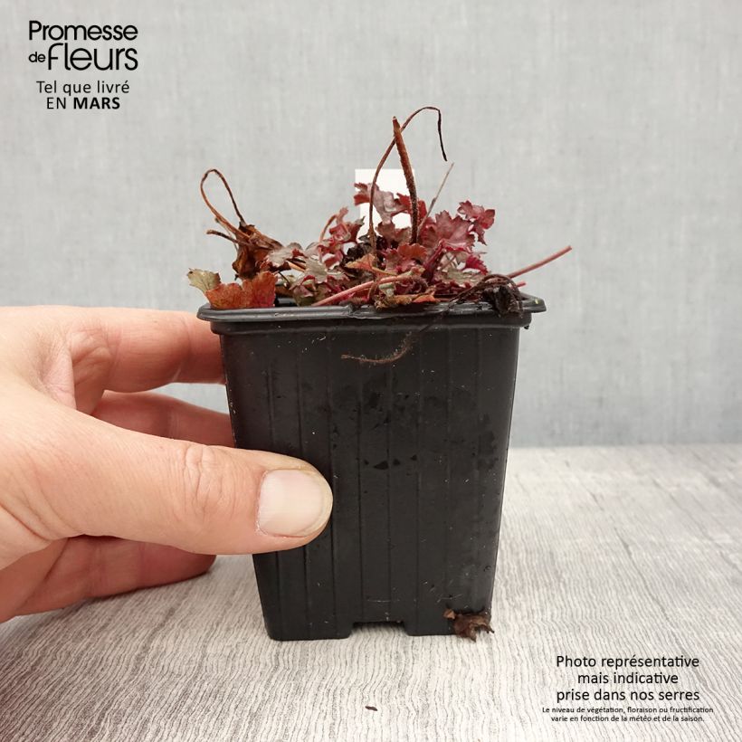 Exemplar von Heuchera Little Cuties Sugar Berry - Purpurglöckchen Kleine Töpfe von 8/9 cm wie im Frühjahr geliefert