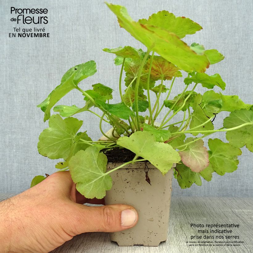 Example of Heuchera Miracle - Purpurglöckchen Kleine Töpfe von 8/9 cm as you get in automne