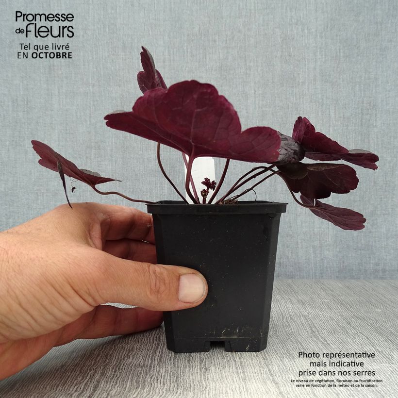 Example of Heuchera Obsisian - Purpurglöckchen Kleine Töpfe von 8/9 cm as you get in automne
