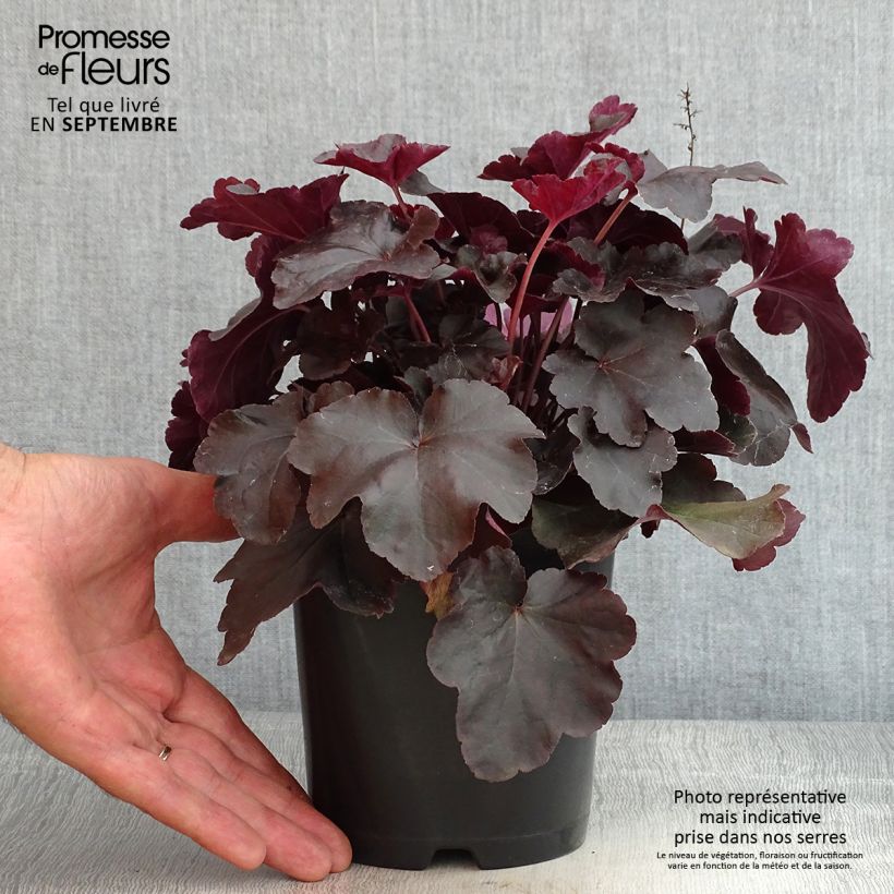 Example of Heuchera Obsisian - Purpurglöckchen Topf mit 1,5L/2L as you get in ete