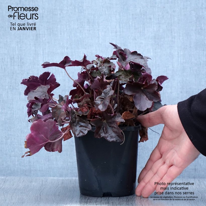Exemplar von Heuchera Obsisian - Purpurglöckchen Topf mit 1,5L/2L wie im Winter geliefert