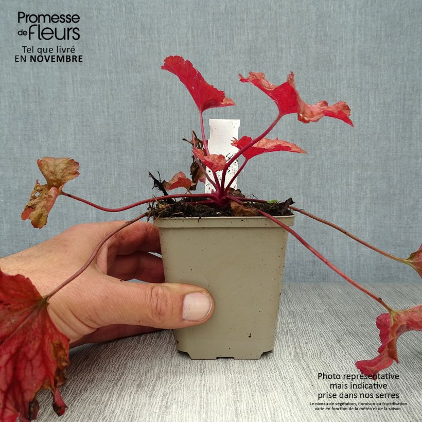 Example of Heuchera Paprika - Purpurglöckchen Kleine Töpfe von 8/9 cm as you get in automne