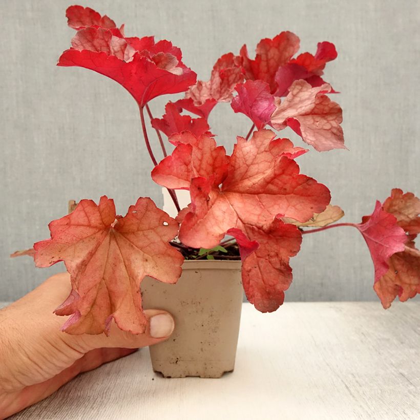 Exemplar von Heuchera Paprika - Purpurglöckchen Kleine Töpfe von 8/9 cm wie im Sommer geliefert