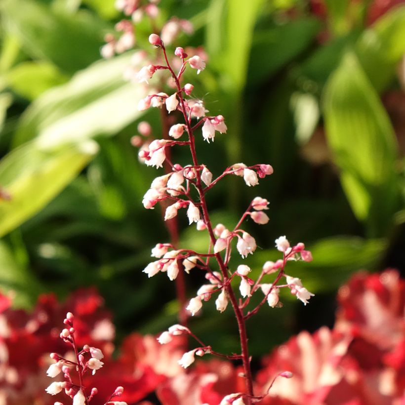 Heuchera Peach Crisp - Purpurglöckchen (Flowering)