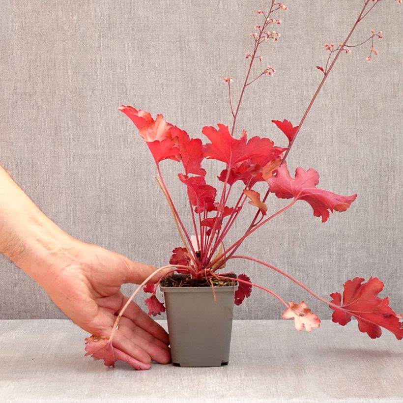 Example of Heuchera Peach flambé - Purpurglöckchen Kleine Töpfe von 8/9 cm as you get in ete
