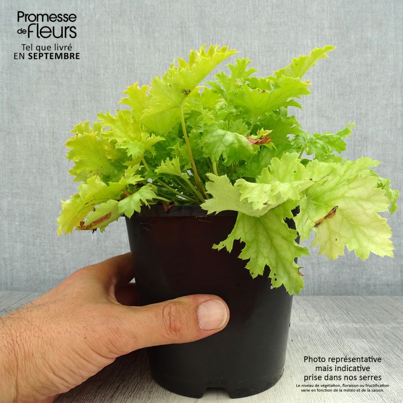 Example of Heuchera Peach flambé - Purpurglöckchen Topf mit 1,5L/2L as you get in ete