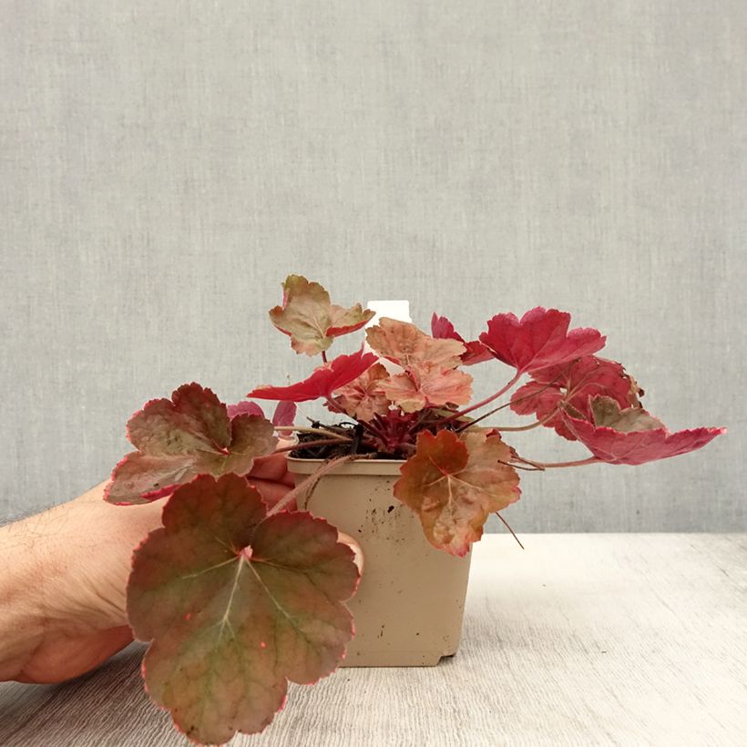 Example of Heuchera Pink Pearls - Purpurglöckchen Kleine Töpfe von 8/9 cm as you get in automne