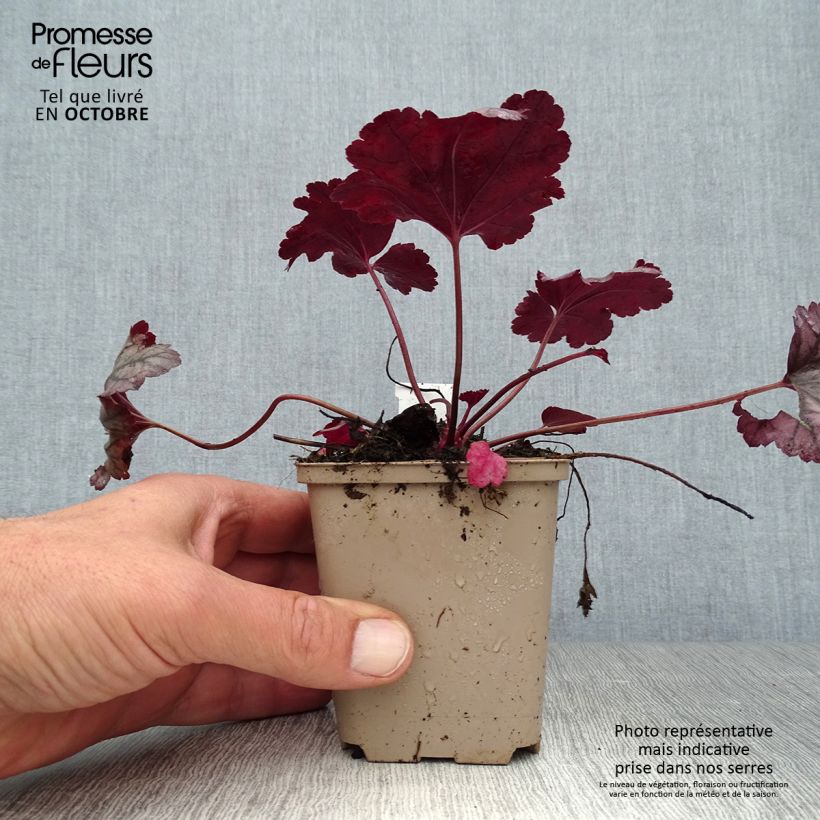 Example of Heuchera Plum Royale - Purpurglöckchen Kleine Töpfe von 8/9 cm as you get in automne