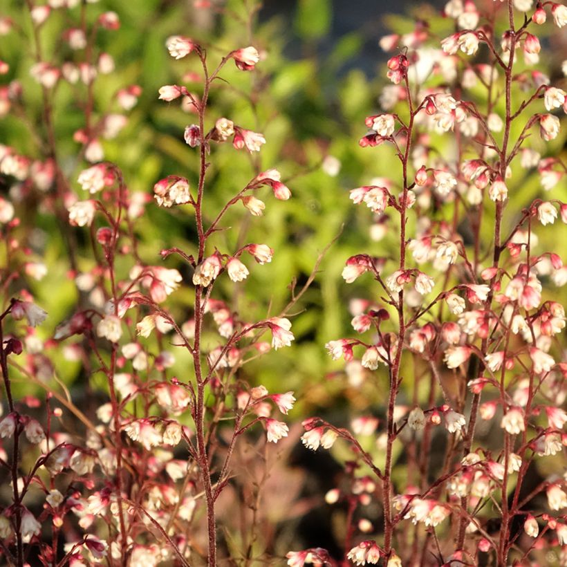 Heuchera Plum Royale - Purpurglöckchen (Foliage)