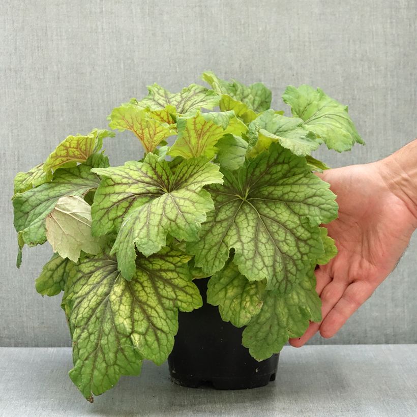 Exemplar von Heuchère - Heuchera Red Lightning  Pot de 1,5L/2L wie im Sommer geliefert
